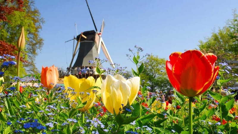 Antwerp: Full-day Holland Guided Keukenhof & Windmills Tour - Key points to know before you book