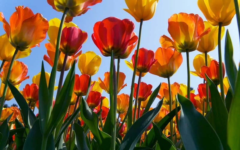 Antwerp: Full-day Holland Guided Keukenhof & Windmills Tour - FAQ