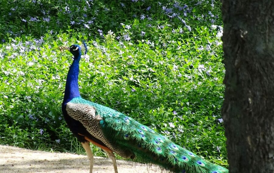 Aranjuez: Garden of The Prince Entry Ticket and Guided Tour - Meeting your guide near Avenida de Palacio