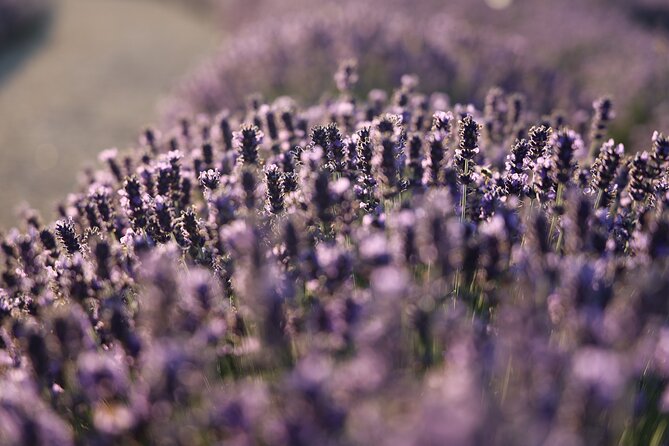 Aroma sampling of 5 Bulgarian Lavender varieties at DiVes Winery - A coastal photo stop with a practical twist