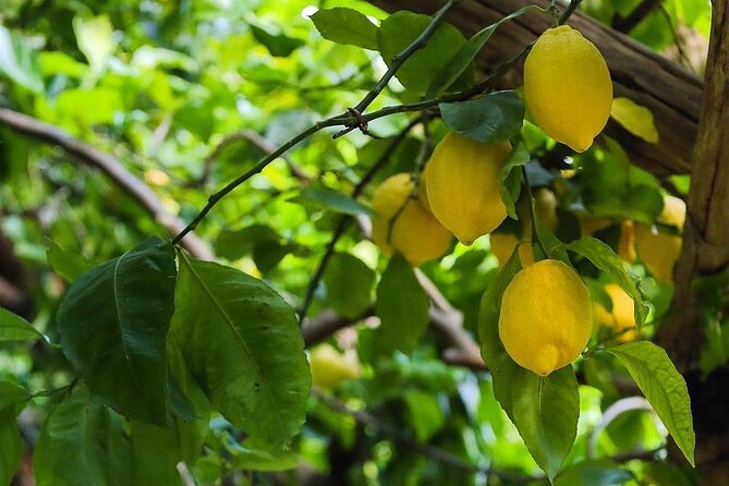 Authentic Amalfi Lemon Tour & Tasting in the Historical Garden - Practical details before you reserve