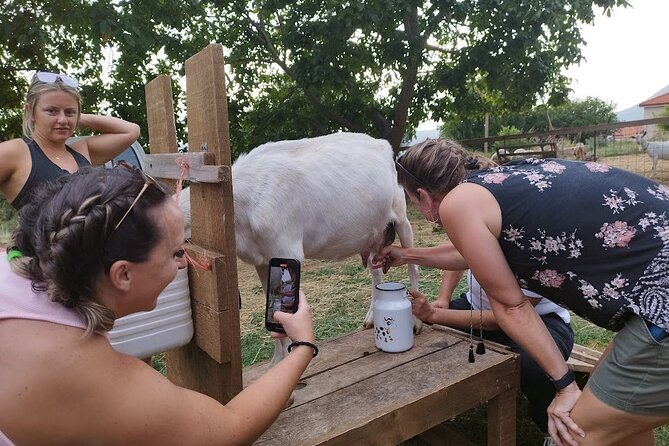 Authentic Garden to Table Cooking Class in Dubrovnik Countryside - Goat milk, eggs, and the little surprises
