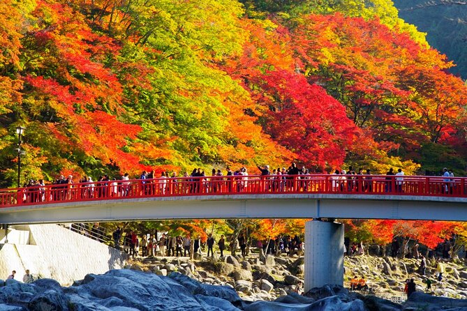 Autumn leaves＆ illuminations at Korankei , winter cherry blossoms - Key points to know before booking