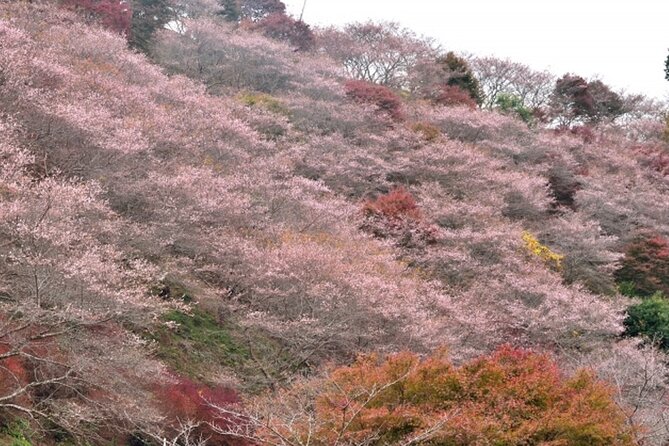 Autumn leaves＆ illuminations at Korankei , winter cherry blossoms - Korankei after sunset
