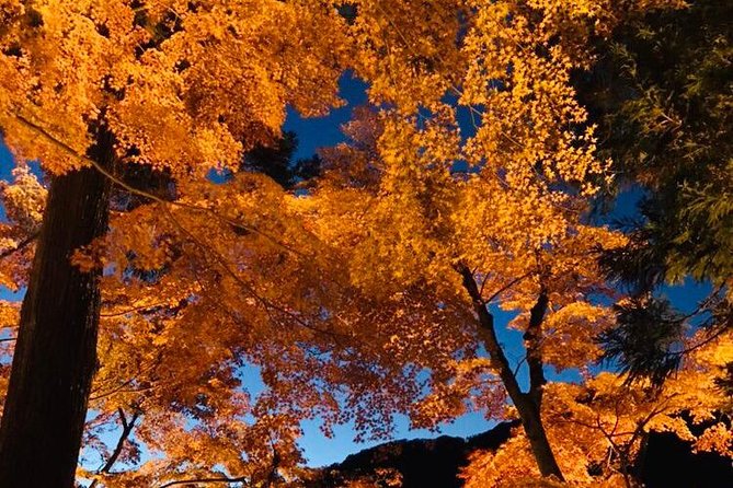 Autumn leaves＆ illuminations at Korankei , winter cherry blossoms - What the guide service is like