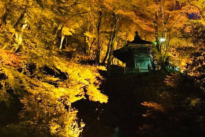 Autumn leaves＆ illuminations at Korankei , winter cherry blossoms - Is $78.49 good value?