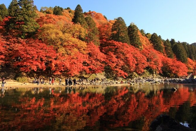 Autumn leaves＆ illuminations at Korankei , winter cherry blossoms - Timing, group size, and practical comfort