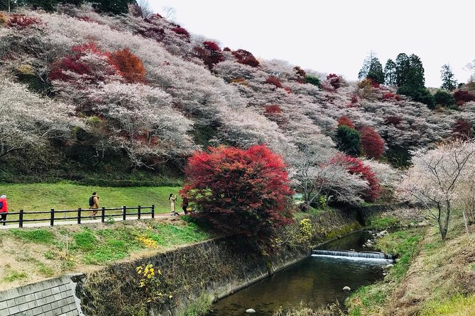Autumn leaves＆ illuminations at Korankei , winter cherry blossoms - Who will enjoy this tour most
