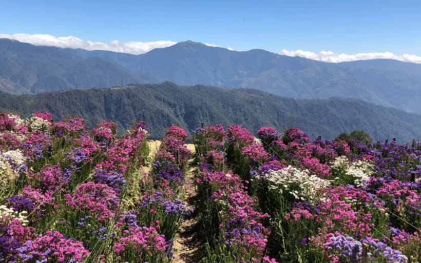 Baguio Atok Flower Blossoms (Private Tour) - Key points at a glance