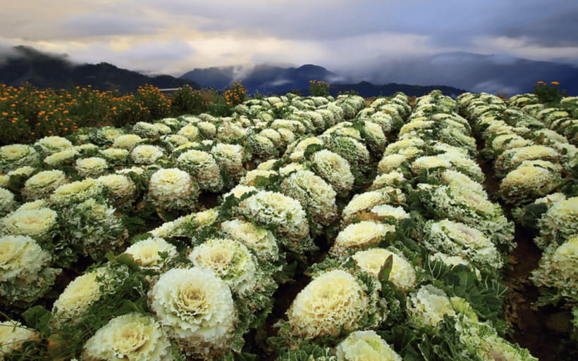 Baguio Atok Flower Blossoms (Private Tour) - The Benguet highest highway viewpoint