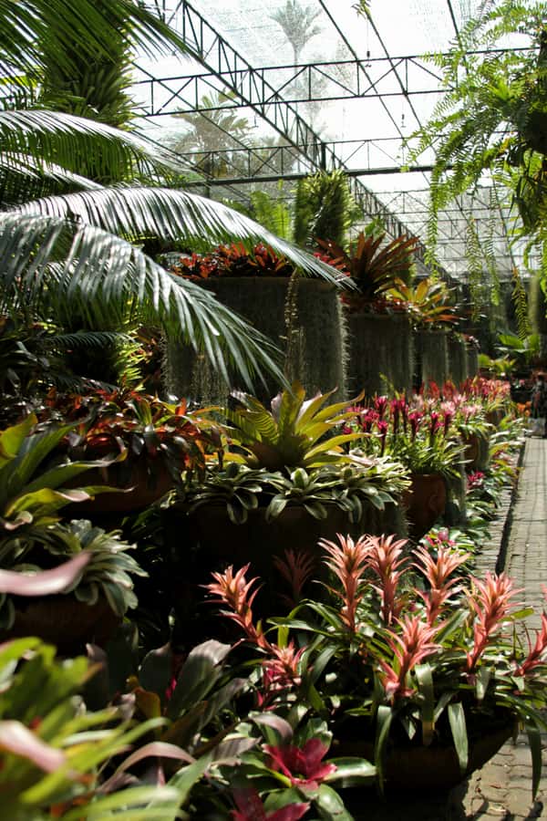Bangkok: Nong Nooch Garden - Key points to know before booking