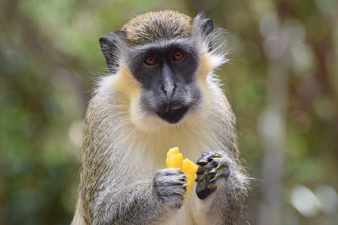 Barbados Small-Group Garden & Wildlife Half-Day Tour - Key points to know before booking