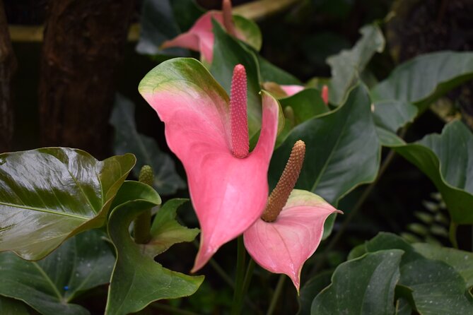 Barbados Small-Group Garden & Wildlife Half-Day Tour - Lunch and the question you should ask first
