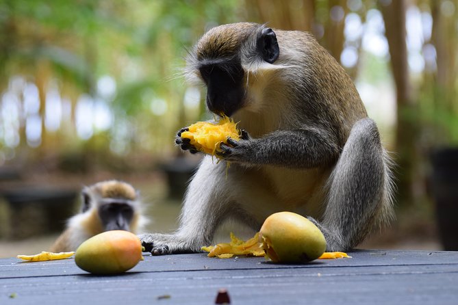 Barbados Small-Group Garden & Wildlife Half-Day Tour - What the small group changes