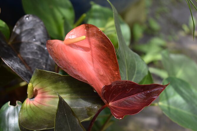 Barbados Small-Group Garden & Wildlife Half-Day Tour - Timing, fitness, and cruise planning