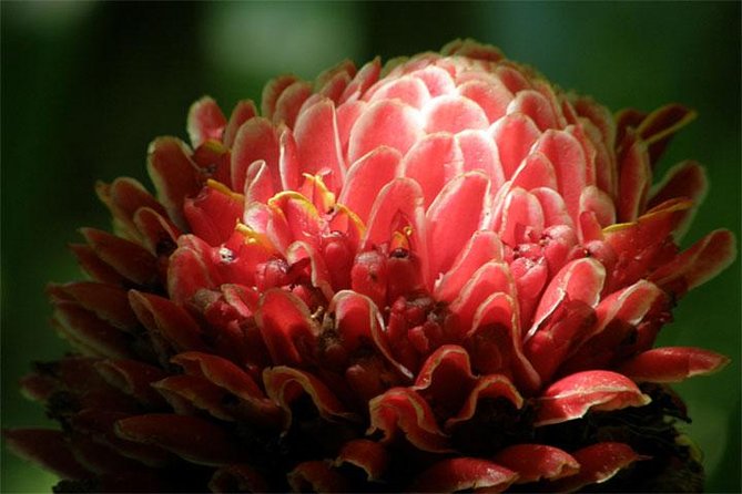 Barbados Small-Group Garden & Wildlife Half-Day Tour - Flower Forest: one hour among tropical plants