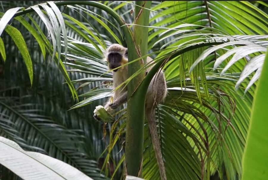 Barbados: Tour of Harrison's Cave & Hunte's Gardens - Hunte’s Gardens: A Quiet Change of Pace