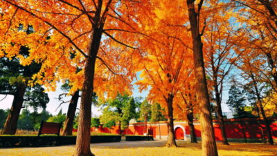 JingShan park (palace museum garden) entry ticket