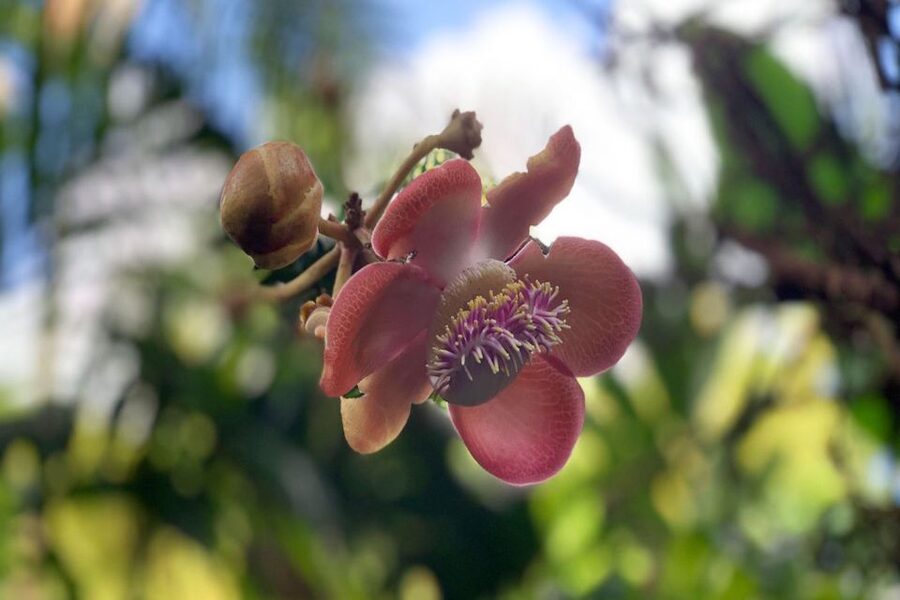 Big Island: Waterfall Tour with Swimming & Botanical Garden - Who should book this Big Island day?
