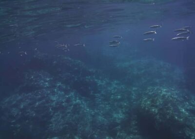Boat excursion Giardini Naxos Taormina with swimming break
