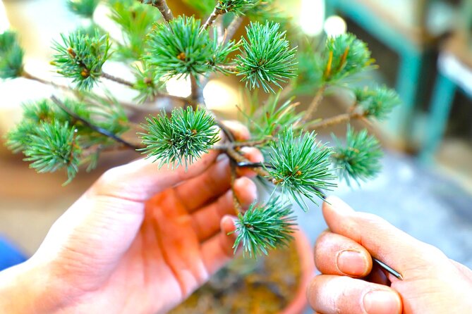Bonsai Tour & Experience at the Most Sacred City for Bonsai in JP - Why Bonsai-cho is worth the trip from Tokyo