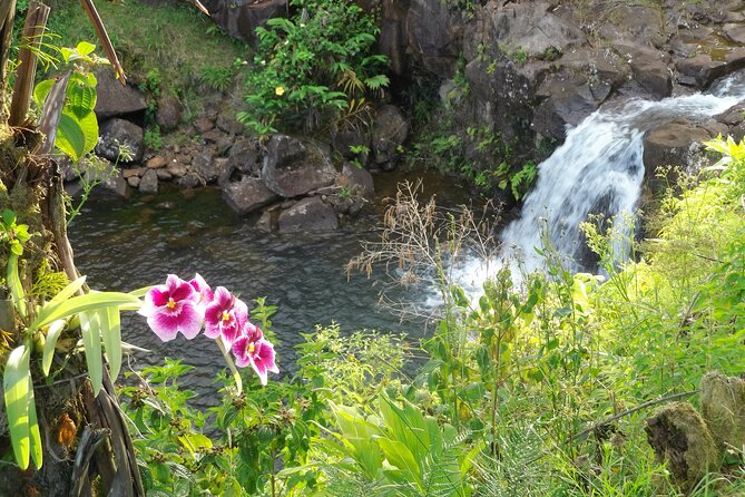 Botanical Tour and waterfall swim at The Cloudforest Bioreserve - Key points to know before booking