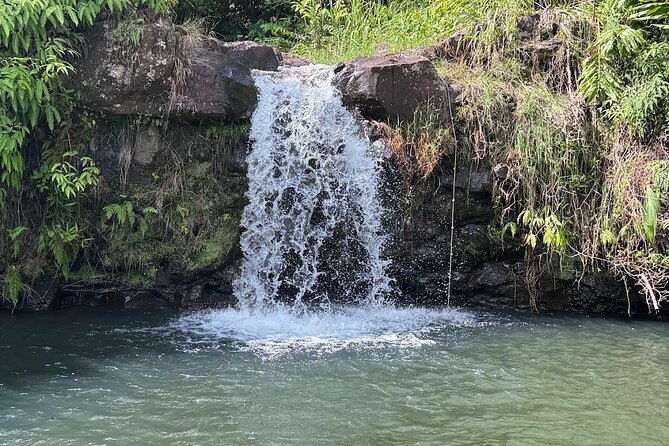 Botanical Tour and waterfall swim at The Cloudforest Bioreserve - Walking through the Mauna Kea Cloudforest Bioreserve