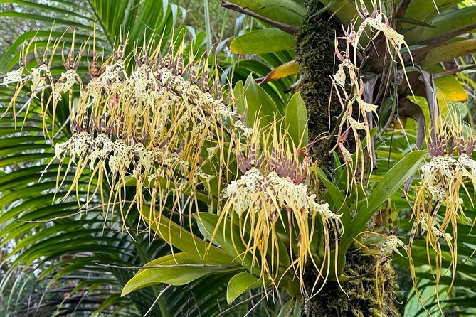 Botanical Tour and waterfall swim at The Cloudforest Bioreserve - The waterfall swim: a cool change of gear