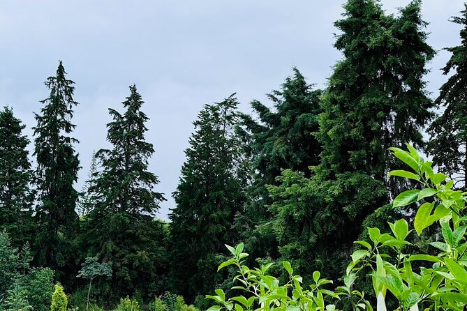 Botanical Tour and waterfall swim at The Cloudforest Bioreserve - Two hours that stay focused