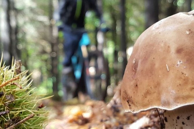 Botanical Trails of Madeira. Mountain biking Trail Experience - Key points to know before you book