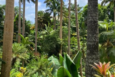 Breathtaking Wonders – Harrisons Cave and Hunte’s Gardens