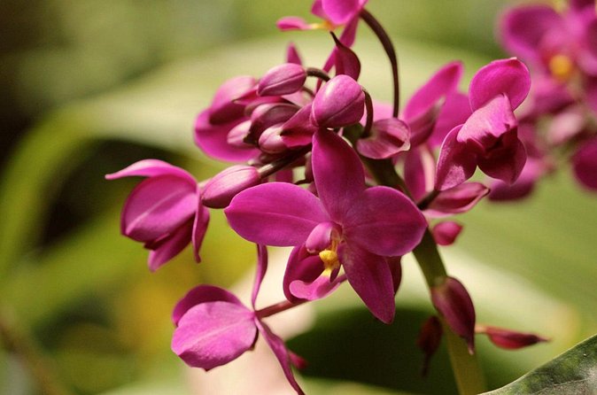 Breathtaking Wonders - Harrisons Cave and Hunte's Gardens - Is $155 a fair price?