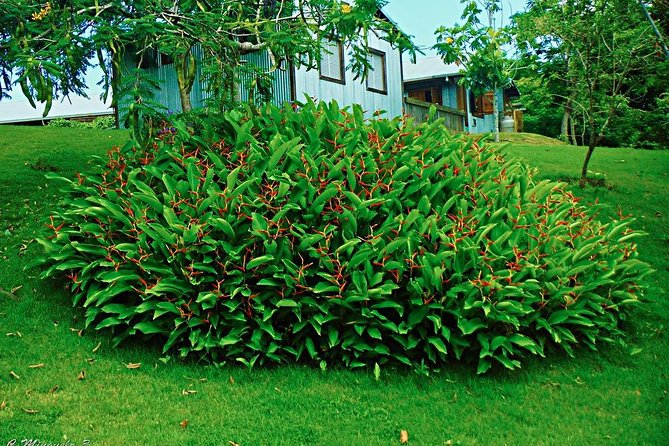Caguas Cultural Day Trip from San Juan Including Botanical Garden and Lunch - Who should book this Caguas day trip?