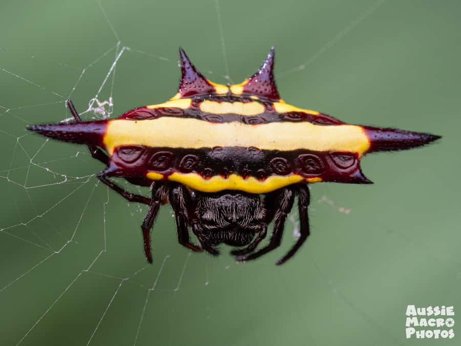 Cairns: Insect Photography Tour of Cairns Botanic Gardens - Photography Help for Beginners and Experienced Shooters