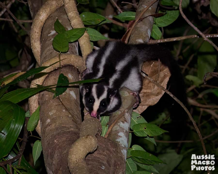 Cairns: Night Walk in Cairns Botanic Gardens - What the Cairns rainforest does after dark
