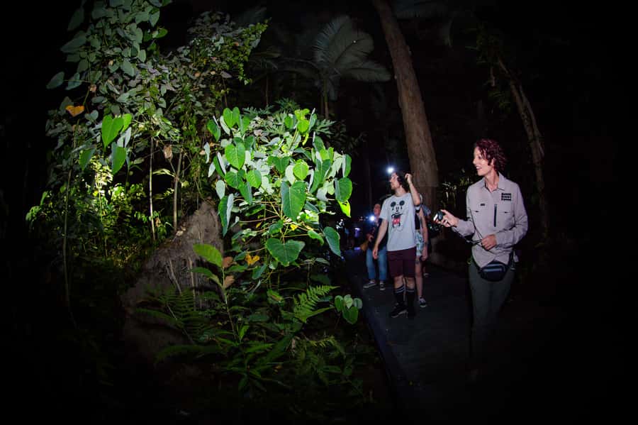 Cairns: Night Walk in Cairns Botanic Gardens - Meeting at Collins Avenue