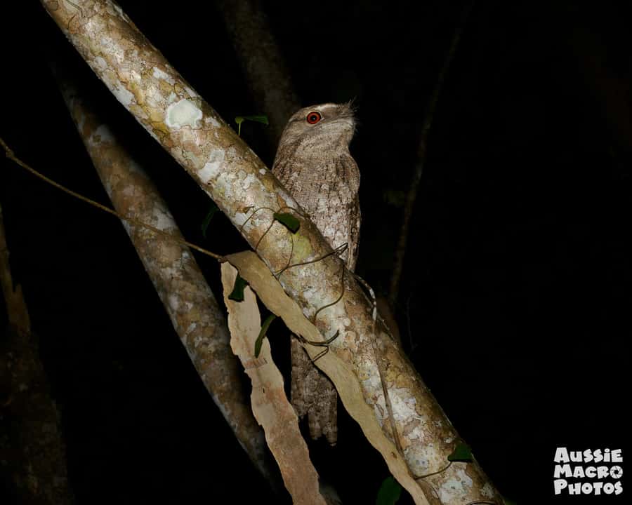 Cairns: Night Walk in Cairns Botanic Gardens - Insects, fungi, and creatures you might miss alone