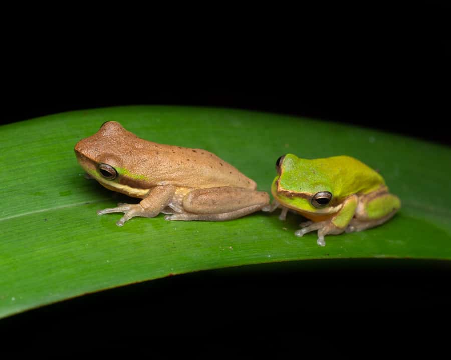 Cairns: Night Walk in Cairns Botanic Gardens - Is $56 good value?