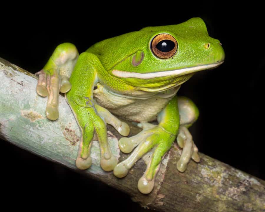Cairns: Night Walk in Cairns Botanic Gardens - A route that changes with the season