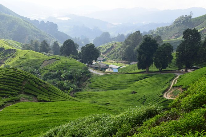 Cameron Highlands, Garden of Nature Full Day Private Guided Tour - Lata Iskandar Waterfall and the roadside change of scenery