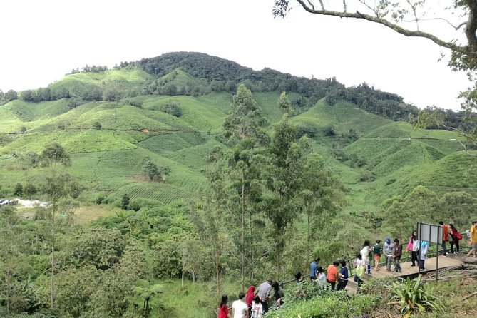 Cameron Highlands, Garden of Nature Full Day Private Guided Tour - Tea plantations are the day’s main visual reward