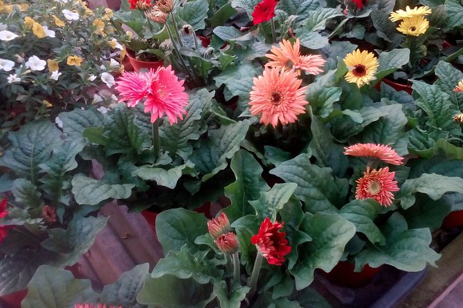 Cameron Highlands, Garden of Nature Full Day Private Guided Tour - Farms, flowers, fruit, and the Cameron Highlands market