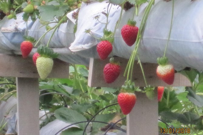 Cameron Highlands, Garden of Nature Full Day Private Guided Tour - A private guide can make the difference