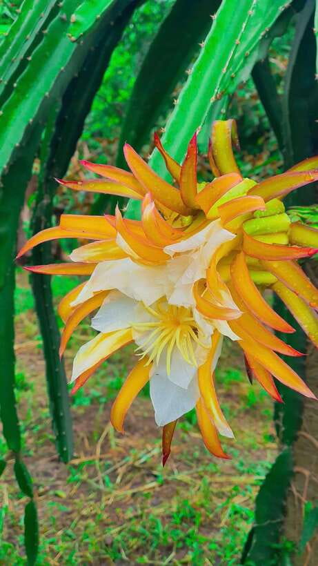 Can Tho: Authentic Mekong Delta – Real Local Life Tour. - What $36 Really Gets You