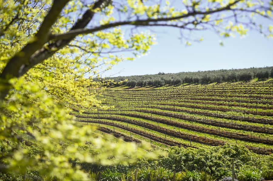 Cape Town: Constantia Half-Day Wine Tour & Tastings - Why Constantia works so well for a half-day