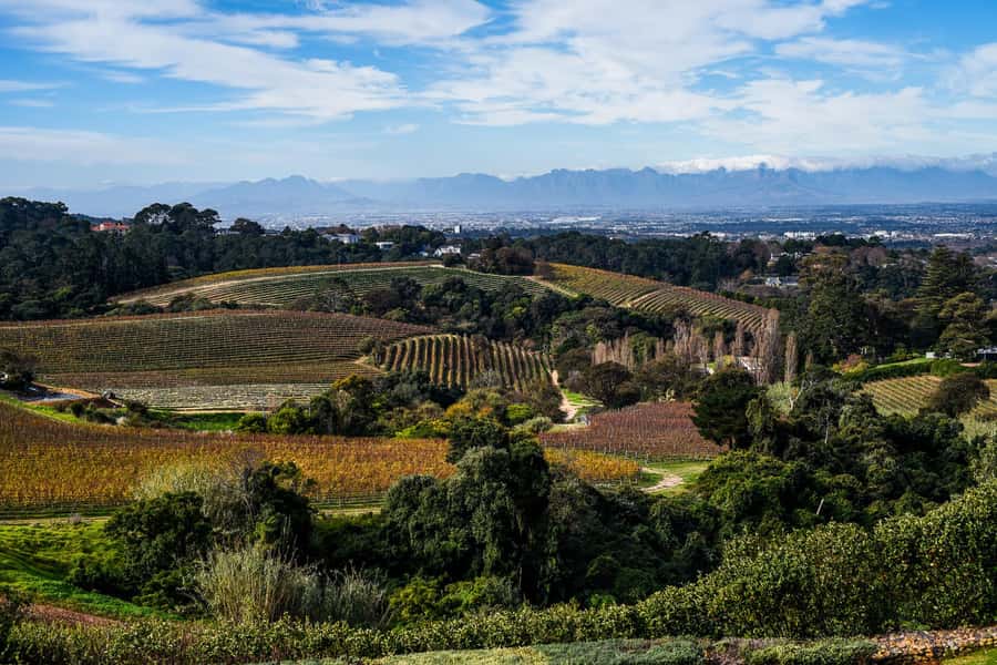 Cape Town: Constantia Half-Day Wine Tour & Tastings - The second estate: Beau Constantia or Constantia Glen