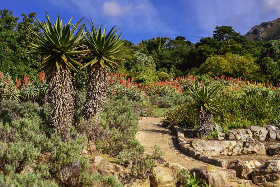 Cape Town: Constantia Half-Day Wine Tour & Tastings - Tasting at a relaxed pace