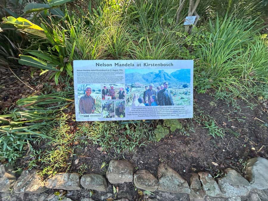 Cape Town: Half Day Table Mountain & Kirstenbosch Gardens - Should you book it?