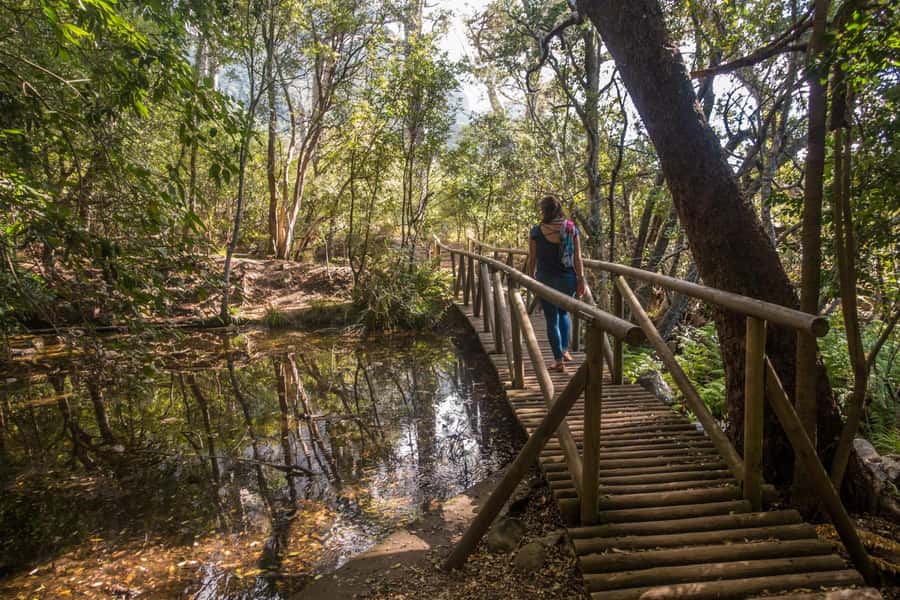 Cape Town: Kirstenbosch Botanical Garden Entry Ticket - Why Kirstenbosch is worth setting aside a day