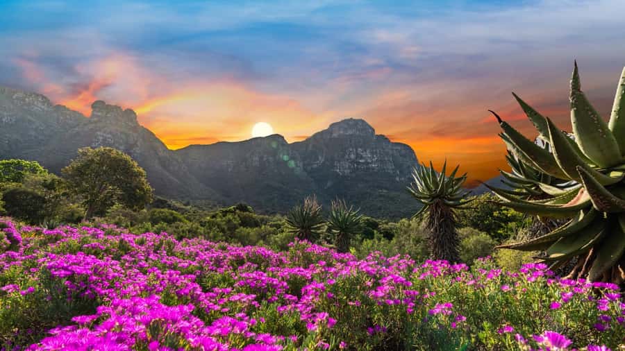 Cape Town: Kirstenbosch Botanical Garden Entry Ticket - Fynbos, succulents, and waterwise planting